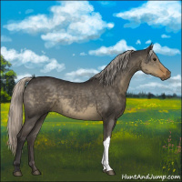 Horse Color:Silver Smoky Grullo 