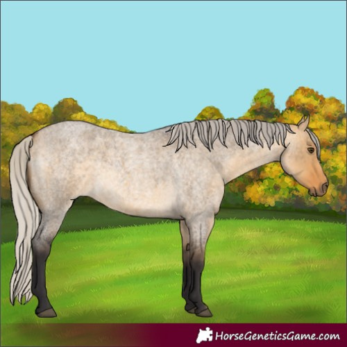 Horse Color:Silver Buckskin Roan Dun 