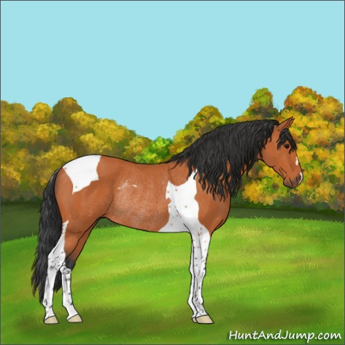 Horse Color:Bay Tobiano Rabicano 