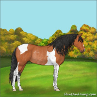 Horse Color:Bay Tobiano Rabicano
