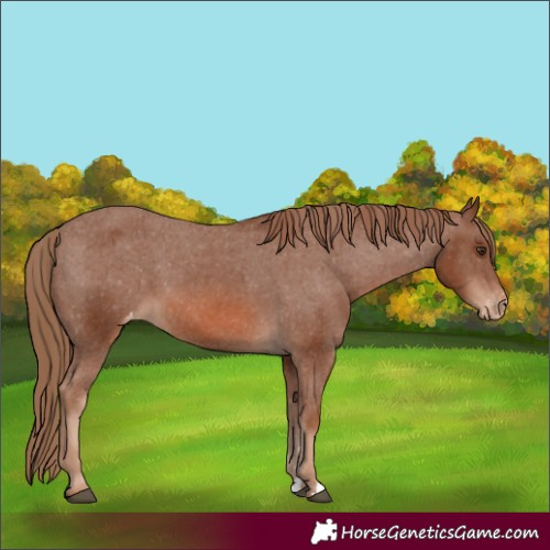 Horse Color:Chestnut Appaloosa