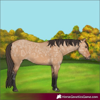 Horse Color:Bay Ice Dun