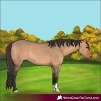 Horse Color:Bay Dun Rabicano