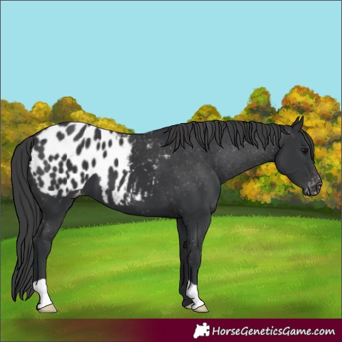 Horse Color:Black Blanket