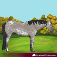 Horse Color:Grullo Ice 
