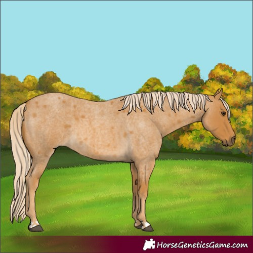 Horse Color:Palomino Roan 