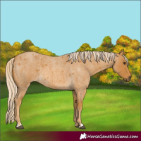 Horse Color:Palomino Roan