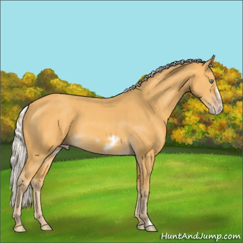 Horse Color:Silver Amber Cream Champagne Frame 