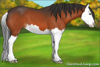 Horse Color:Bay Splash 