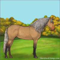 Horse Color:Silver Buckskin Dun 