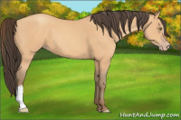 Horse Color:Amber Champagne
