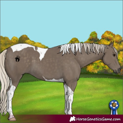 Horse Color:Silver Smoky Black Tobiano 