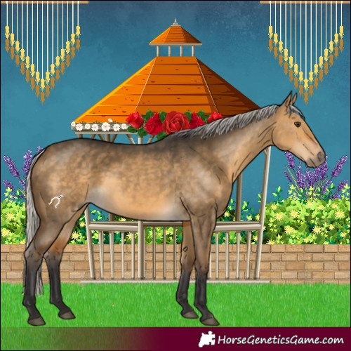 Horse Color:Silver Buckskin Dun 