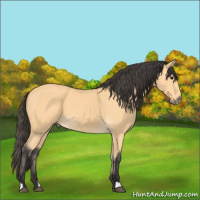 Horse Color:Buckskin 