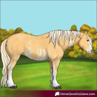Horse Color:Palomino Sabino