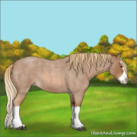Horse Color:Red Roan Splash 