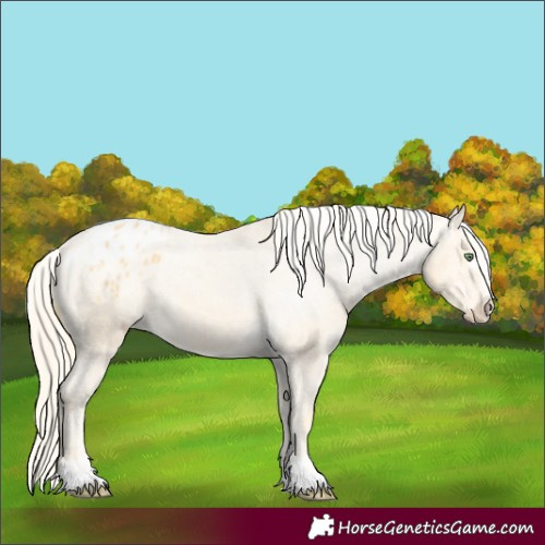 Horse Color:Gold Cream Champagne Appaloosa 