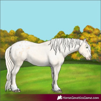 Horse Color:Gold Cream Champagne Appaloosa 