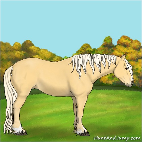 Horse Color:Palomino Sabino 