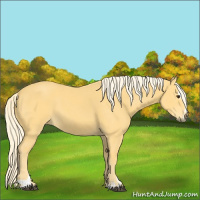Horse Color:Palomino Sabino 