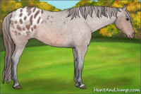 Horse Color:Bay Roan Appaloosa 