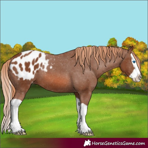 Horse Color:Chestnut Splash Appaloosa