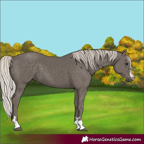 Horse Color:Silver Black 