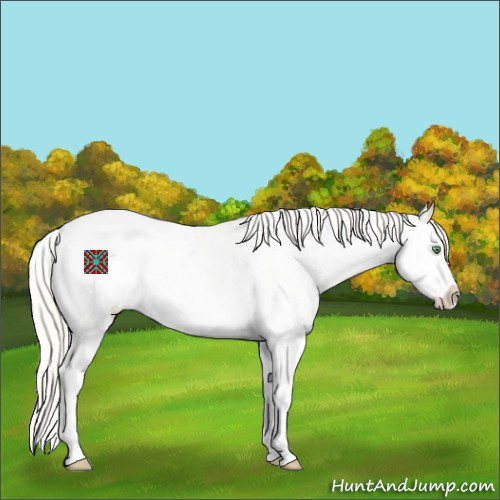 Horse Color:White Spotted Silver Amber Cream Champagne Dun Splash Appaloosa 
