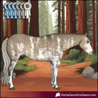 Horse Color:Silver Smoky Grullo Sabino 
