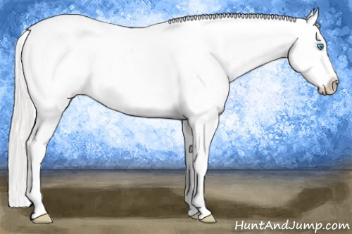 Horse Color:Cremello Dun Appaloosa 