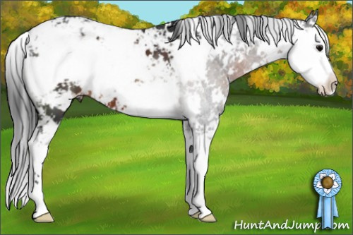 Horse Color:Brown Sabino 
