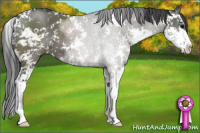 Horse Color:Grullo Sabino