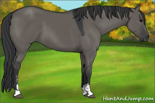 Horse Color:Grullo Sabino