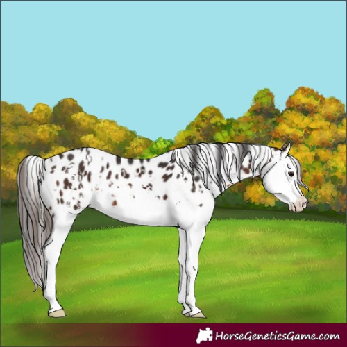 Horse Color:Brown Sabino Splash Leopard and Bay Sabino Splash Leopard