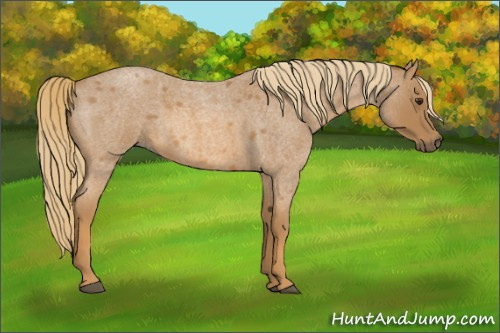 Horse Color:Red Roan 