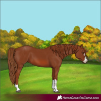 Horse Color:Chestnut 