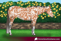 Horse Color:Bay Tobiano Appaloosa
