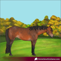 Horse Color:Bay 
