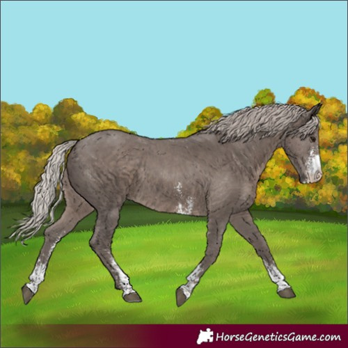 Horse Color:Silver Black Sabino Rabicano
