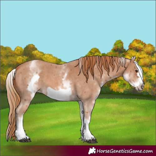 Horse Color:White Spotted Chestnut Sabino Frame