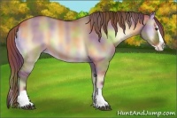 Horse Color:Nacre Red Dun Onyx Splash
