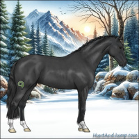 Horse Color:Blue Roan 