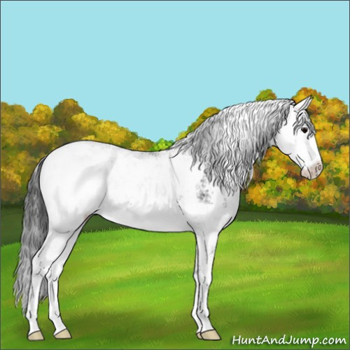 Horse Color:Black Sabino 