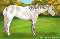 Horse Color:White Spotted Red Dun Rabicano