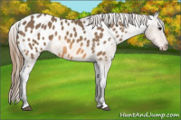 Horse Color:Buckskin Blanket