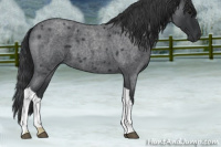 Horse Color:Blue Roan 