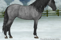 Horse Color:Blue Roan 