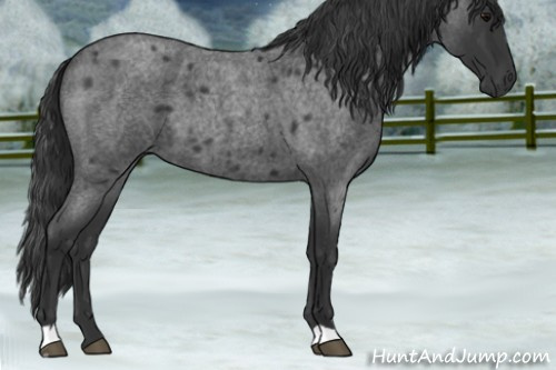 Horse Color:Blue Roan 