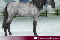 Horse Color:Blue Roan 