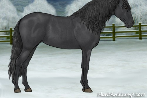 Horse Color:Blue Roan 